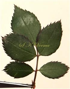  Leaf